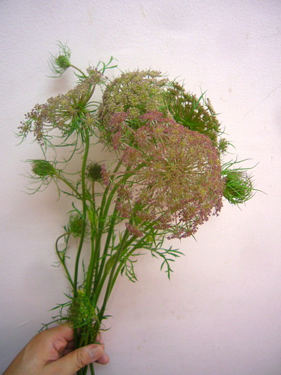 ダウカス＆ブラックナイト