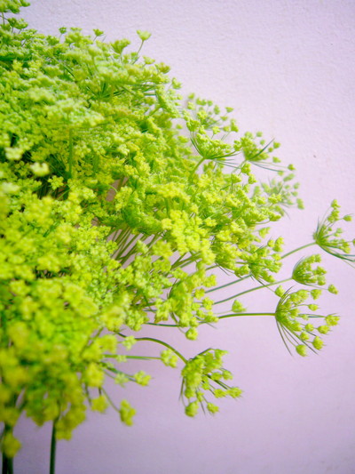 フレッシュGRレース