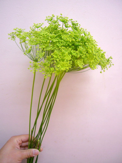 フレッシュGRレース