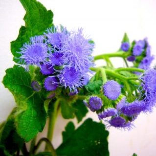 A.トップブルー