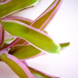 F.ボールヴァエリガータ