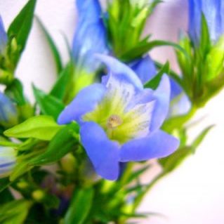 NHブルーハピネス