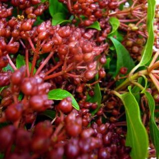 V.ティナス ワイン