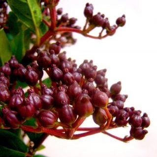 V.ティナス レッド