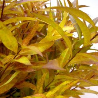 アキアカネ（チョウジソウ）