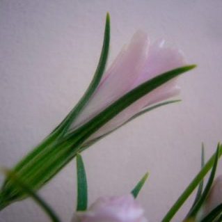 アグロスマンテ