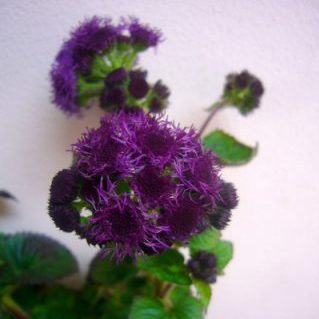 アゲラタムレッド