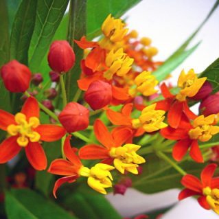 アスクレピアス