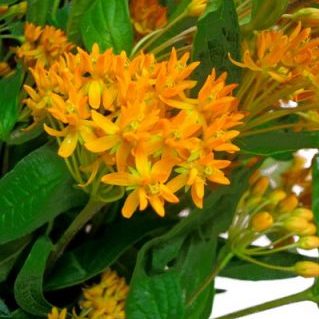 アスクレピアス チューベローサ