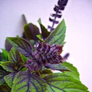 アメリカンブルーバジル