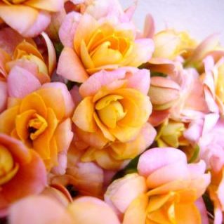 アメージングピンク