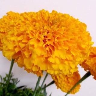 アルトオレンジ