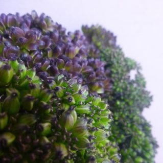 アンジェリカBRシード