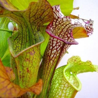 アンチー（サラセニア）