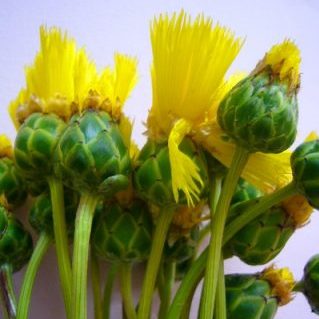 イエローサルタン