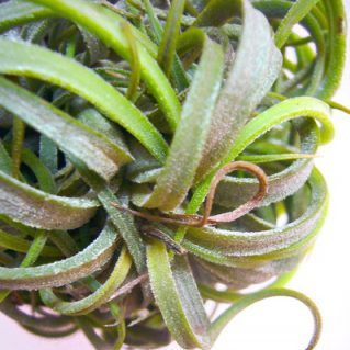 イオナンタクランプ