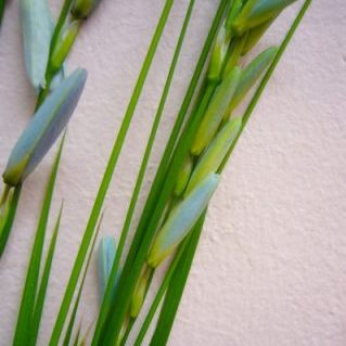 イキシャブルー