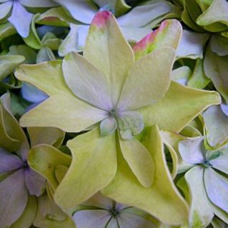 インスパイアクラシック