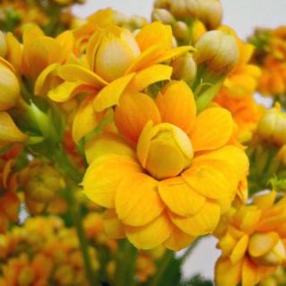 ウォームイエロー