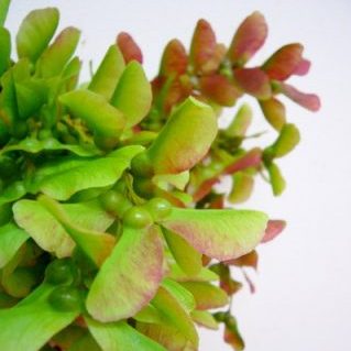 ウリハダカエデ