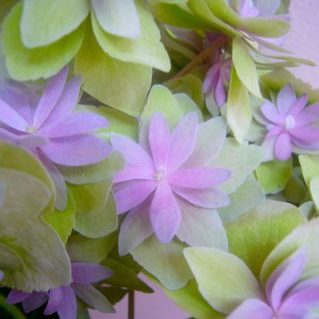 エクスプレッションクラシック グリーンピンク