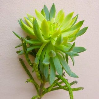 エケベリア　ステム付き