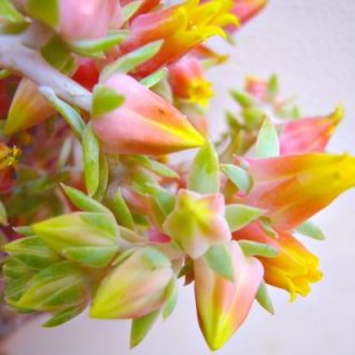 エケベリア セトサ