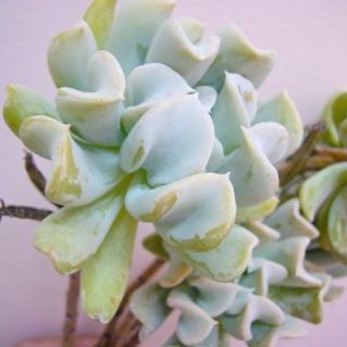 エケベリア（愛知みなみ）