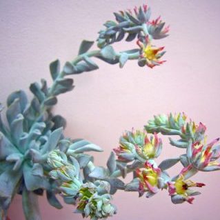 エケベリア（愛知みなみ秀2L）