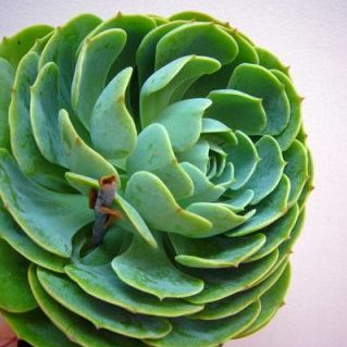 エケベリア　秀3L