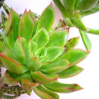 エケベリア（赤羽根）