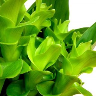 エメラルドパゴダ