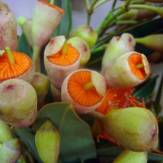 エリシフォリア