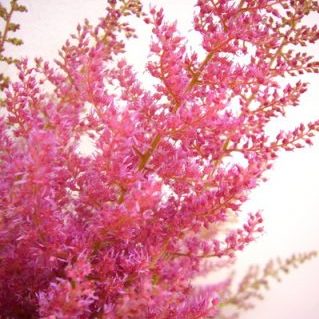 エルシーシュラック