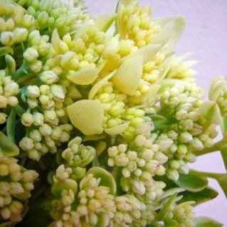 エルシーズゴールド