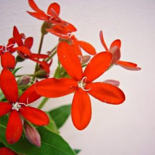 オキシペンタルム 赤