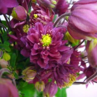 オダマキ（みやび花園）