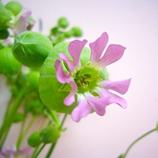 オブセノサト  ピンク