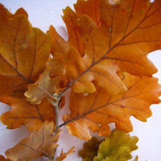 オーク ソメミックス