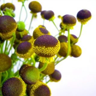 オータムロリポップ