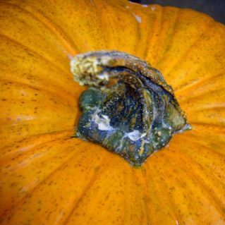 カオツキ オータムG