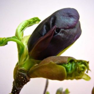 カラスモクレン