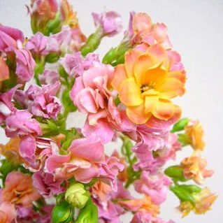 カランコエ アソート