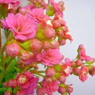 カランコエ スイートP