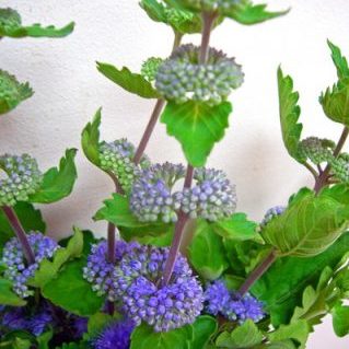 カリオプテリス