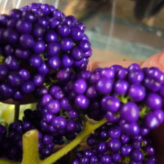 カリカルパ ナカヨシコヨシ