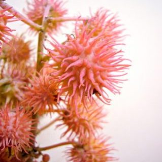 カルメンシータP