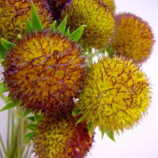 ガイラルディア ボール