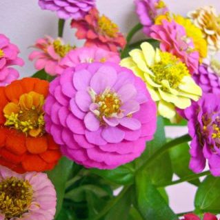 キューピットミニ（ジニア）