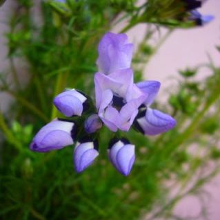 ギリア トルコロール